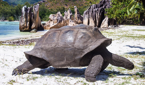 Foto: hoe een gigantische schildpad eruit ziet