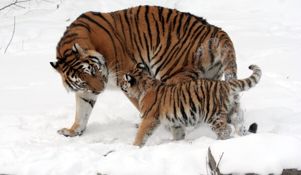 Foto: filhote de tigre de Amur