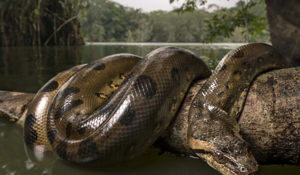 Photo: Large anaconda