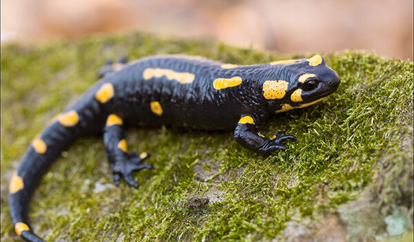 Photo: Red Book Salamander