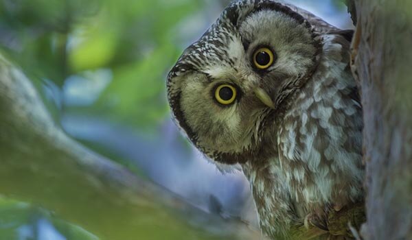 Photo: What an owl looks like