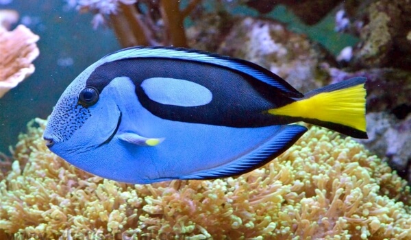 Photo: Blue surgeon fish
