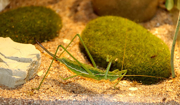 Photo: Steppe grasshopper