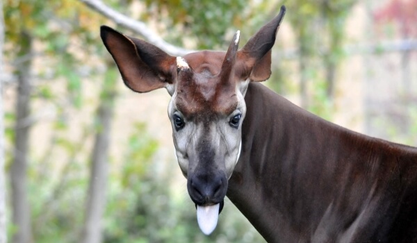 Photo: Animal Okapi