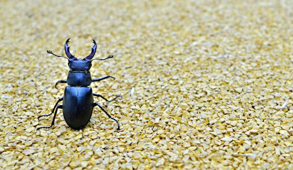 Foto: Vermelho Book Stag Beetle