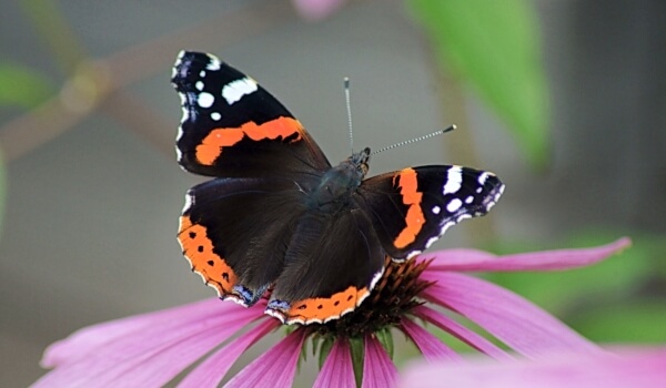 Foto: Almirante Butterfly