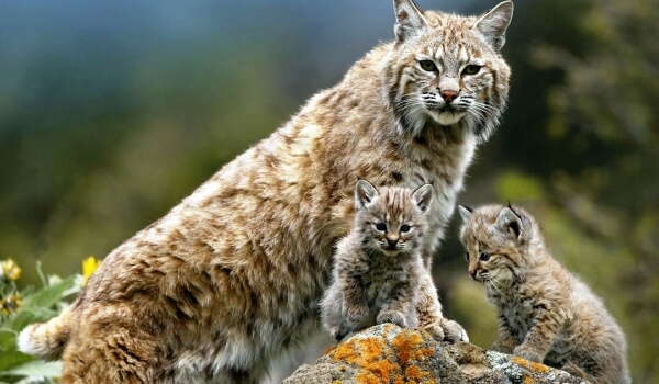 Photo: Lynx kitten