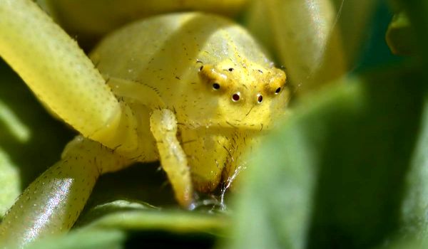 Photo : Poisonous Yellow Spider