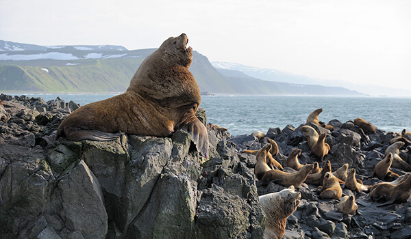 Foto: león marino de Kamchatka