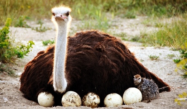 Criação de avestruz africana