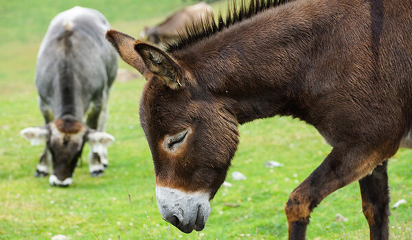 Photo: What a donkey looks like