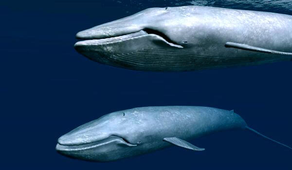 Foto: filhote de baleia azul