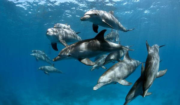Foto: bottlenose delfin