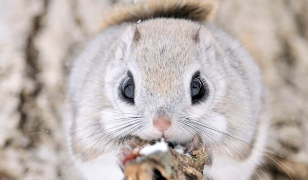 Foto: Vliegende eekhoorn in Rusland