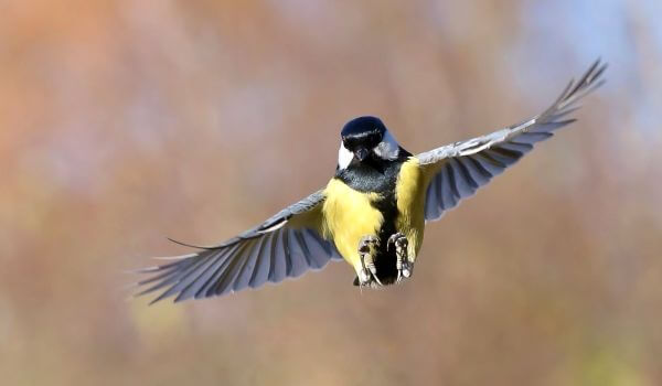 Photo: Bird in flight