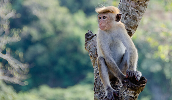 Foto: Monkey Monkey