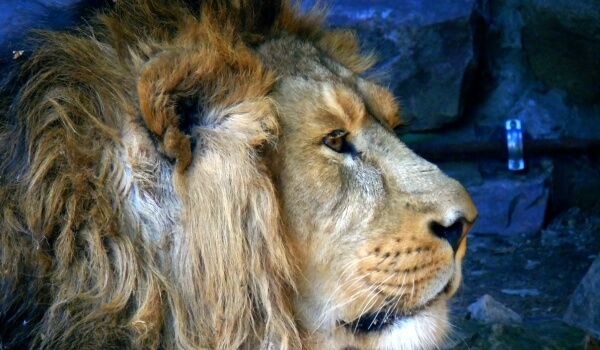 Foto: Asijský lev Indie