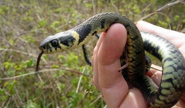Foto: Lille slange
