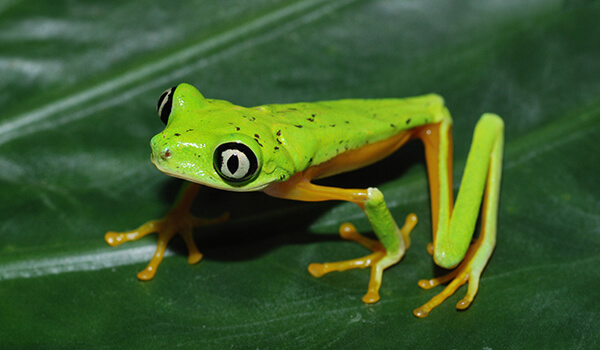Photo: What a tree frog looks like