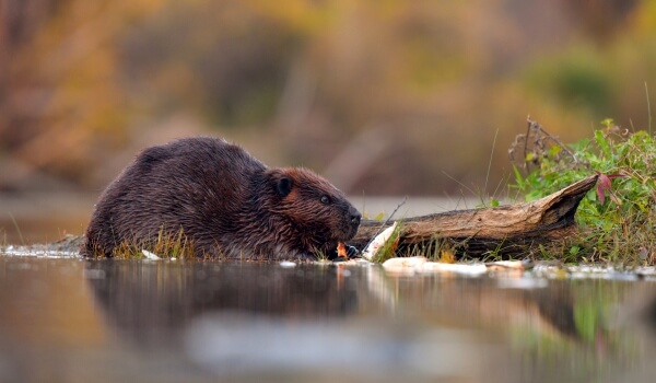 Photo: Common river beaver