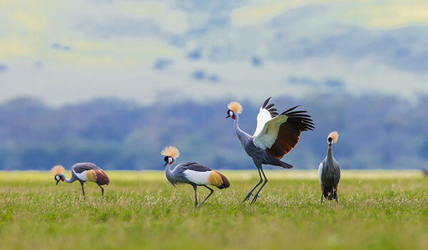 Photo: Crowned Crane Nestling