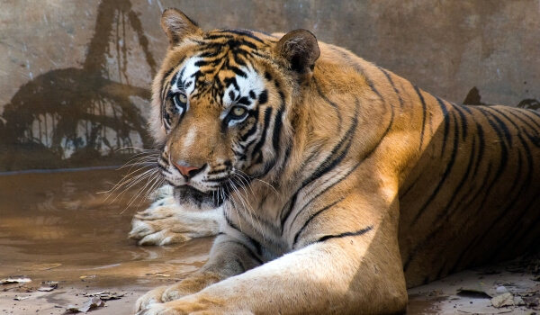 Photo: Bengal tiger from the Red Book