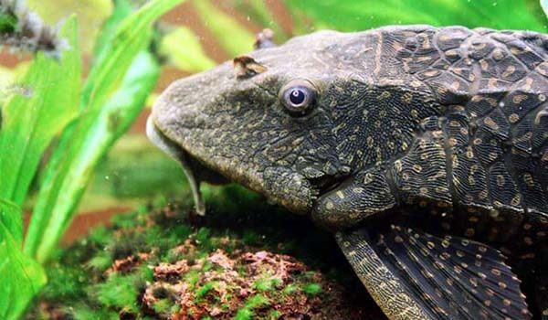 Photo: Plecostomus in the water
