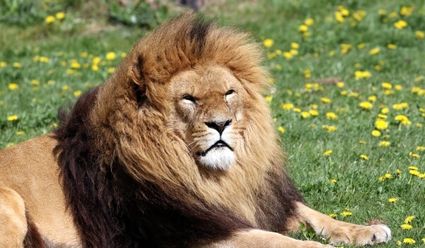 Photo: Barbary Lion