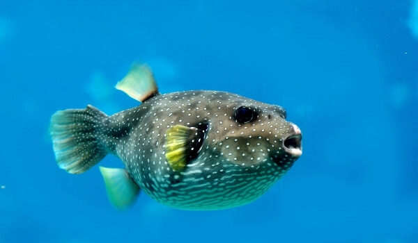 Photo: Puffer fish Japan