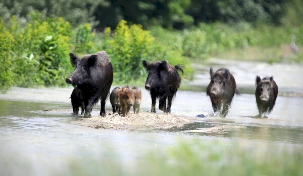 Photo: Wild boar animal