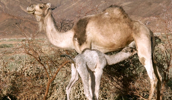 População de camelo corcunda
