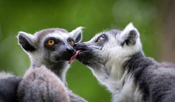 Foto: Ring-tailed lemur Red Book