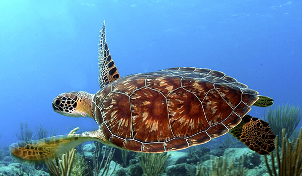 Foto: Havskildpadde i havet