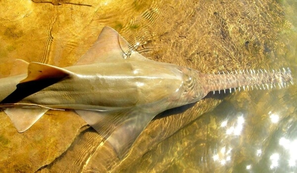 Foto: Sawfish from the Red Book