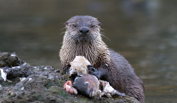 Photo: Little Otter
