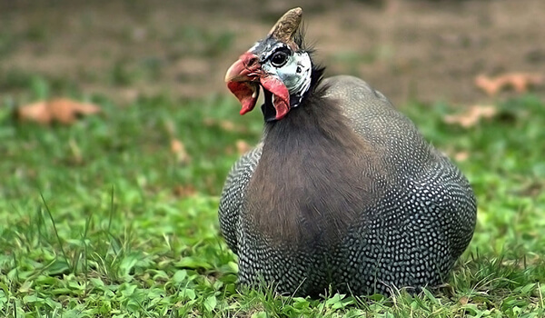 Photo: Guinea Fowl