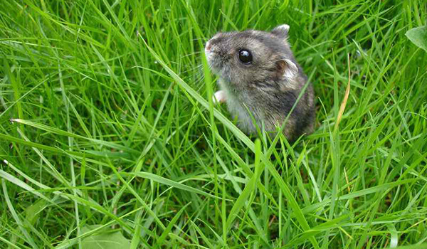Photo: Djungarian hamster in nature