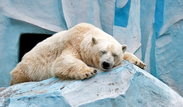 Foto: Dyr isbjørn 