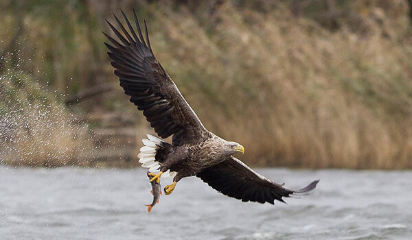 Photo: Red Book White-tailed Eagle