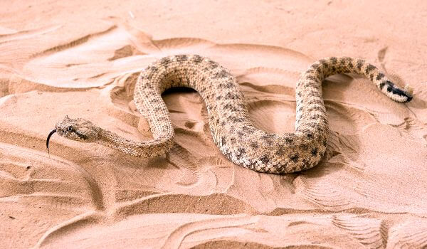 Foto: Cobra Efa no deserto