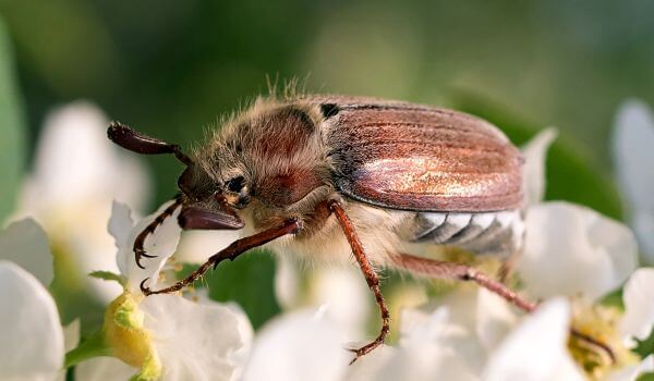 Photo: Large Maybug