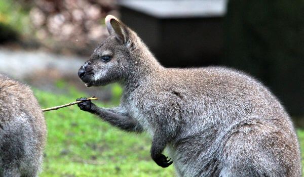 Photo: Wallaby Animal