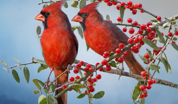 Photo: Male and female Red Cardinal