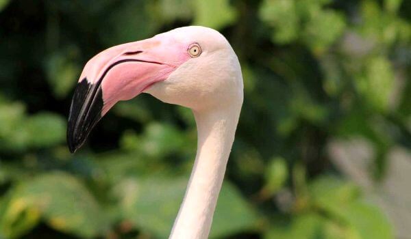Foto: Roze flamingo