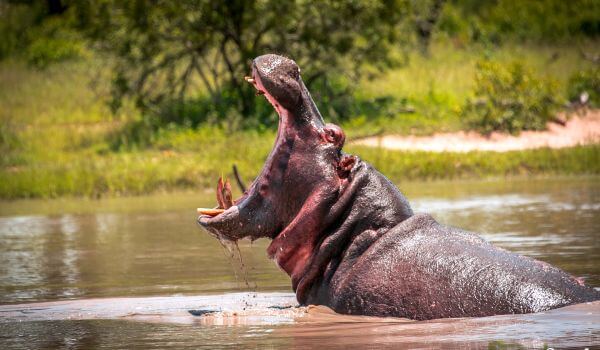 Foto: Hipopótamo