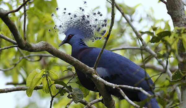 Photo: Crowned Pigeon in New Guinea