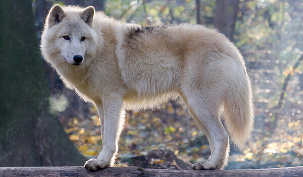 Foto: Como é um lobo da tundra