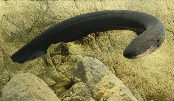 Photo: Electric eel in nature
