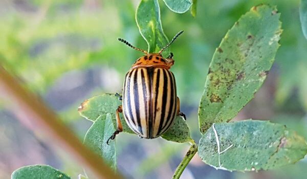 Photo: Colorado potato beetle