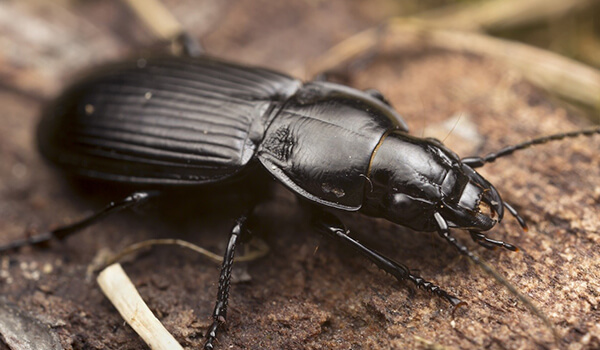 Photo: Ground beetle in Russia